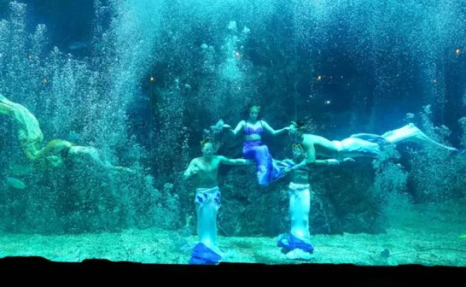 ซีไลฟ์ฯ ชวนดูโชว์ใต้น้ำชุดสุดท้ายของปี