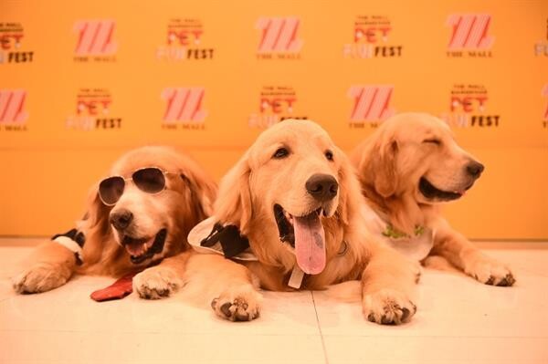 แก้มบุ๋ม – ปรียาดา พาน้องหมาคู่กาย วาเลนไทน์ร่วมเดินแฟชั่นโชว์สุดฟิน ในงาน “The Mall Bangkhae Pet Fun Fest”