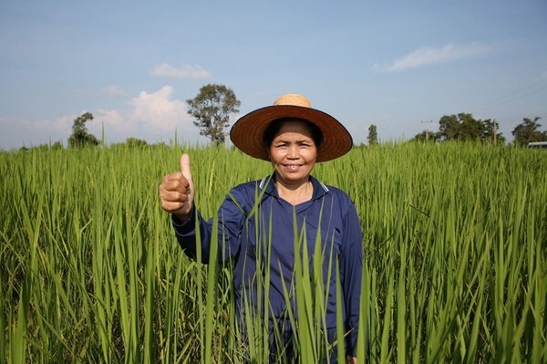 "โครงการหงษ์ทองนาหยอด" จากรอยยิ้มชาวนาสู่ความสุขผู้บริโภค โครงการดีๆ ที่จะเติบโตไปพร้อมกับชาวนาไทยอย่างยั่งยืน