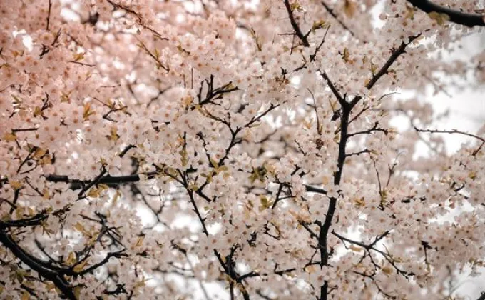 อโกด้า แนะนำ 6 สถานที่ชมดอกซากุระบานรับฤดูใบไม้ผลิ
