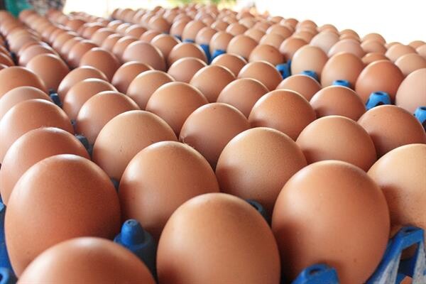 เกษตรกรเลี้ยงไก่ปลื้ม แนวทางแก้ปัญหาไข่ไก่ ช่วยดันราคาเพิ่มใกล้ต้นทุน