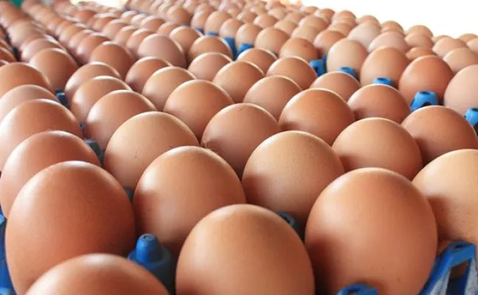 เกษตรกรเลี้ยงไก่ปลื้ม แนวทางแก้ปัญหาไข่ไก่