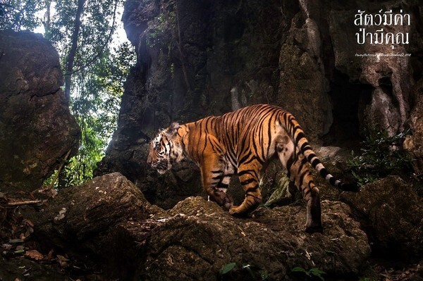 ปลูกจิตสำนึกอนุรักษ์ธรรมชาติ กับนิทรรศการภาพถ่าย “สัตว์มีค่า ป่ามีคุณ” @ เดอะมอลล์ บางกะปิ