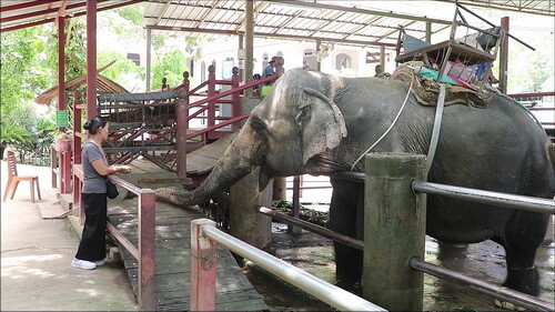มหาวิทยาลัยราชภัฎเชียงใหม่ จับมือ ปางช้างแม่แตง เปิดโรงเรียนควาญช้าง เพื่ออนุรักษ์วัฒนธรรมการเลี้ยงช้างไทยและเชิดชูควาญช้างไทย	