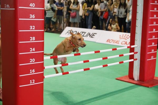 ฟิตร่างกายน้องหมาท้าประลอง Dog Agility ในงาน Pet Expo Championship 2019 ครั้งที่ 3