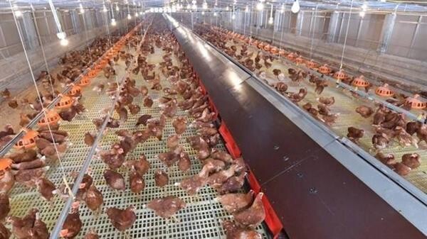ซีพีเอฟ เปิด ฟาร์มไก่ไข่ เลี้ยงแบบธรรมชาติ โชว์การผลิตอาหารด้วยความใส่ใจเพื่อสุขภาพของผู้บริโภค