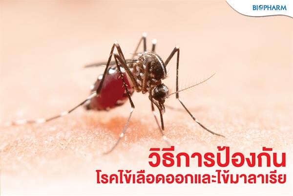 หน้าฝนคนไทยเสี่ยงป่วยโรคไข้เลือดออก - โรคไข้มาลาเรียเพิ่มขึ้น เผยคนทำงานใกล้ป่า-พื้นที่ชายแดนกลุ่มเสี่ยงสูงต้องเฝ้าระวัง