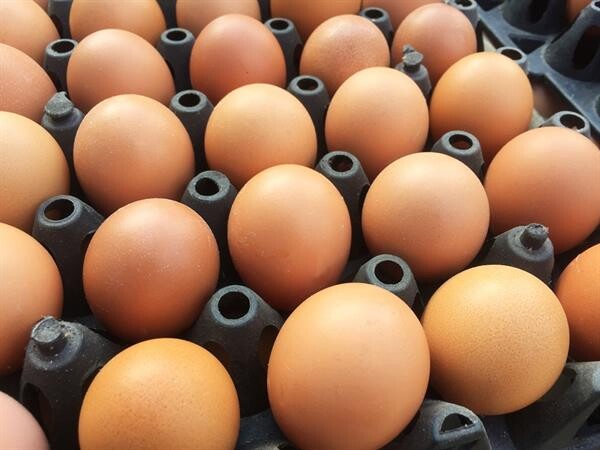 ผู้เลี้ยงไก่ไข่พอใจราคาไข่ เกษตรกรอยู่ได้-ผู้บริโภครับได้ แนะบางกลุ่มรู้จักพอ ถ้าไม่อยากเจอวังวนราคาตกต่ำอีก