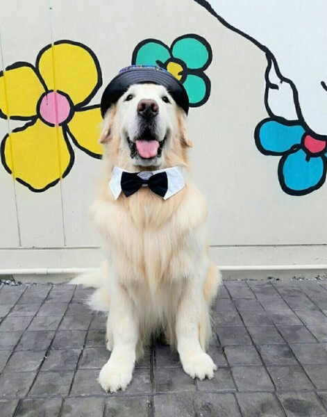 คนรักสุนัขเตรียมเฮ กับงาน “The Mall Dog Town 2019” อาณาจักรเพื่อนรักสี่ขาที่คนรักหมา ห้ามพลาด!!