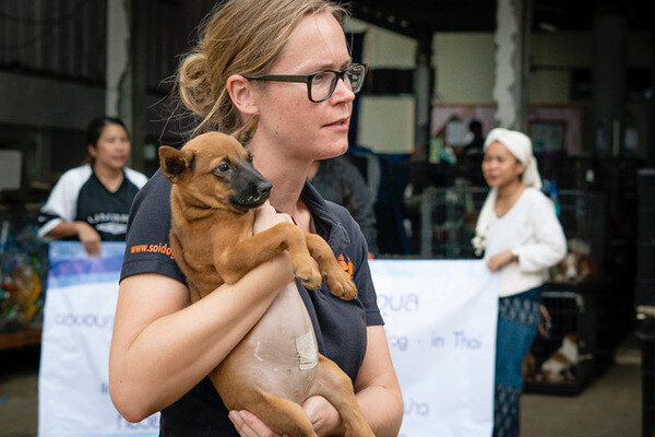 มูลนิธิเพื่อสุนัขในซอยร่วมชมรมคนรักสัตว์อุบลตามหาเจ้าของสุนัขจากเหตุอุทกภัย