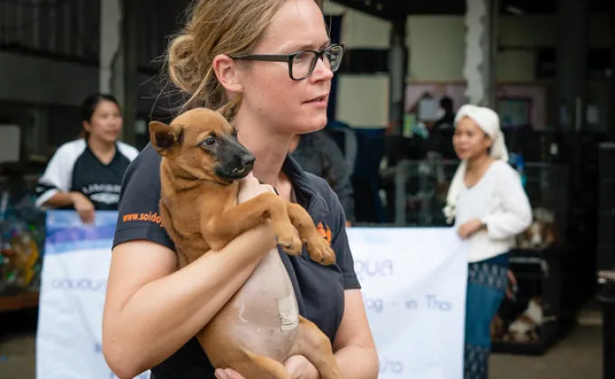มูลนิธิเพื่อสุนัขในซอยร่วมชมรมคนรักสัตว์อุบลตามหาเจ้าของสุนัขจากเหตุอุทกภัย