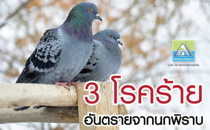 3 โรคร้าย อันตรายจากนกพิราบ –