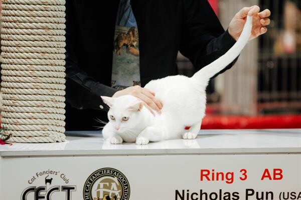 กลับมาอีกครั้ง...กับงาน Royal Canin International Cat Show 2020 ครั้งที่ 6 งานประกวดแมวสวยงามสุดยิ่งใหญ่แห่งปี ชมการประกวดกรูมมิ่งแมวครั้งแรก ในไทยที่ทาสเหมียวทุกคนห้ามพลาด