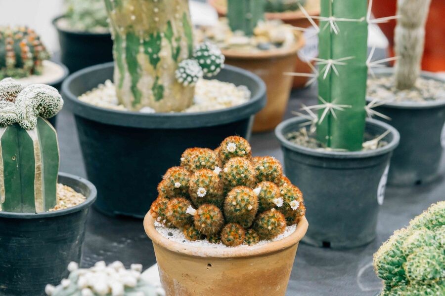 ศูนย์การค้าเซ็นทรัล พลาซา เชียงใหม่ แอร์พอร์ต ชวนเที่ยวงาน “Cactus & Succulent Fair 2020” ระหว่างวันที่ 14-15 มีนาคม 2563