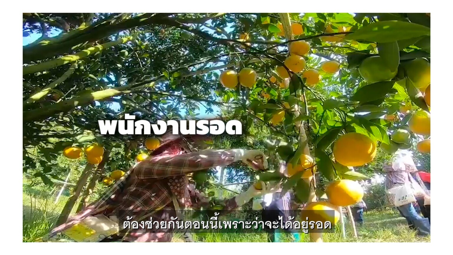 กสิกรไทย ปั้น “รวมใจช้อปของไทย” ดึงพันธมิตรช่วยชาวสวน และผู้ผลิตผลไม้แปรรูป ผ่านช่วงโควิด-19