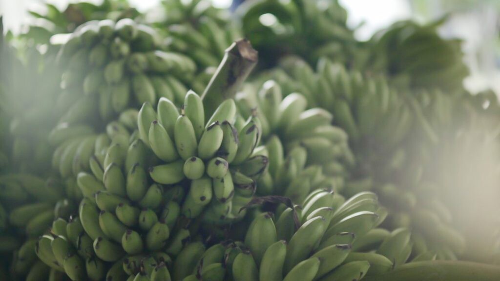 'กล้วยเมืองลุง’ สแน็คเพื่อสุขภาพ จากวิสาหกิจชุมชนยกระดับสู่เซเว่นฯ ช่วยคนภาคเกษตร มีกิน มีใช้ ด้วยรายได้ที่มั่นคง