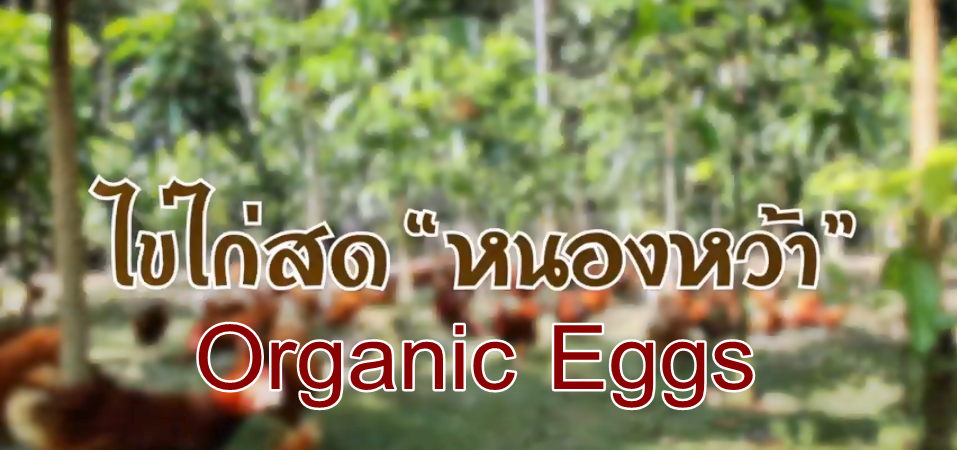 ซีพีเอฟ ต่อยอดความสำเร็จหมู่บ้านเกษตรกรรมหนองหว้า ดันผลิต "Organic Eggs หนองหว้า"... ไข่ไก่สดจากหัวใจเกษตรกร