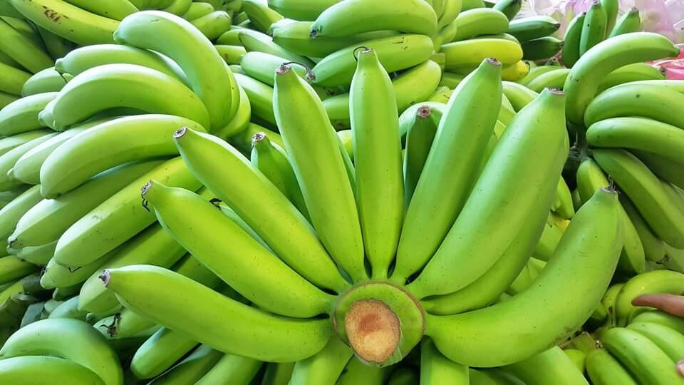 แนะปลูกพืชกำไรงาม 'ข้าวโพดหวาน กล้วยหอม แตงโม’ ทดแทนนาข้าวไม่เหมาะสม จ.นครสวรรค์