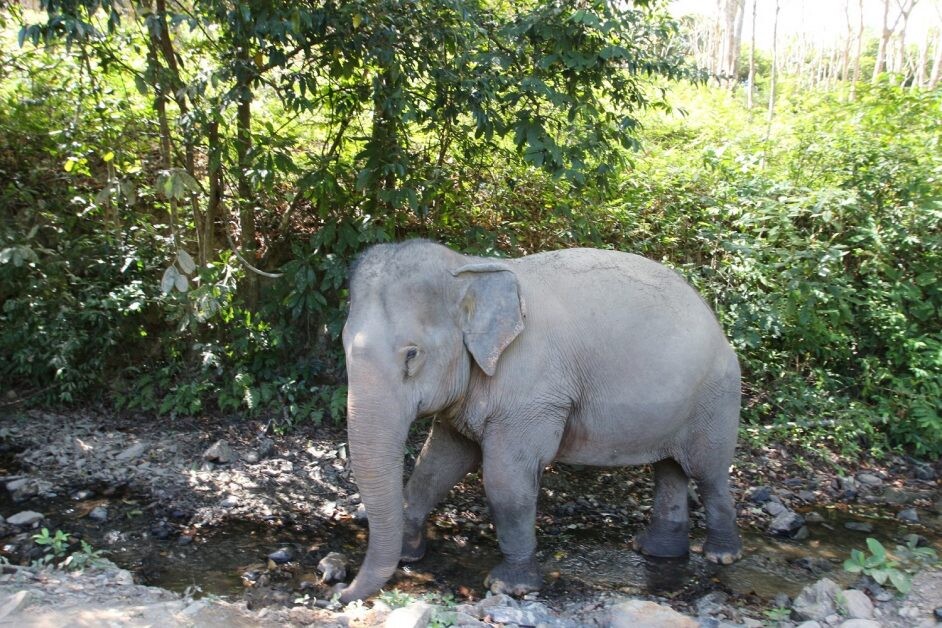องค์กรพิทักษ์สัตว์แห่งโลก นำยกเครื่อง พ.ร.บ.ช้าง เร่งปรับเนื้อหาด้านสวัสดิภาพ เสริมแรงหนุนภาคประชาชน