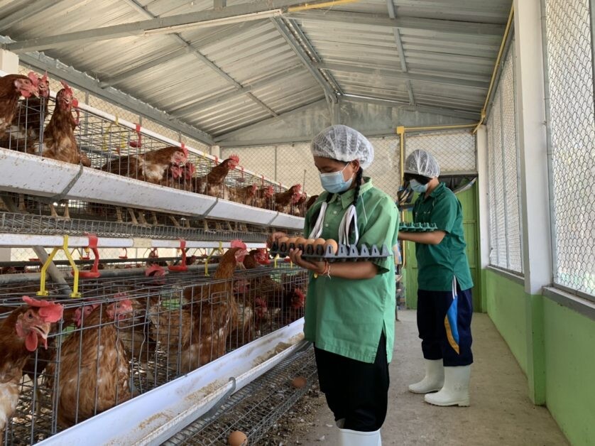 ซีพีเอฟร่วมเติมประสบการณ์  เยาวชนไทยวิถีใหม่ แหล่งเรียนรู้ ในโครงการ"เลี้ยงไก่ไข่เพื่ออาหารกลางวันนักเรียน"