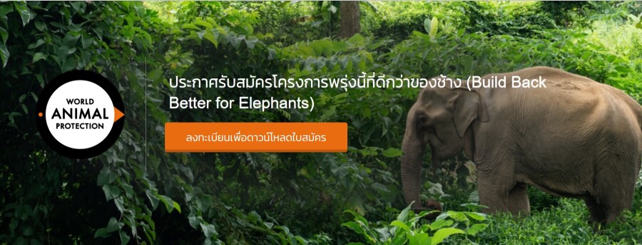 องค์กรพิทักษ์สัตว์แห่งโลกมอบของขวัญปีใหม่เปิดให้ทุนปางช้างทั่วประเทศสู้วิกฤติโควิด