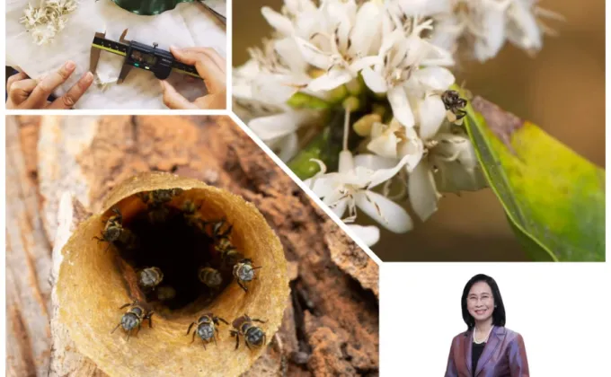 วว. เผยผลวิจัยชี้ ผึ้งชันโรง เป็นแมลงผู้ช่วยเกษตรกรปลูกกาแฟอาราบิก้าให้มีรสชาติ