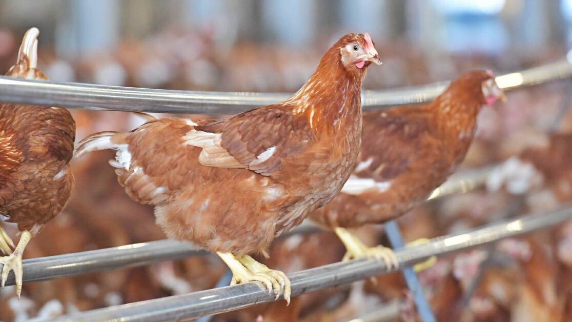CP Foods to certify Thailand's first ever cage-free standard