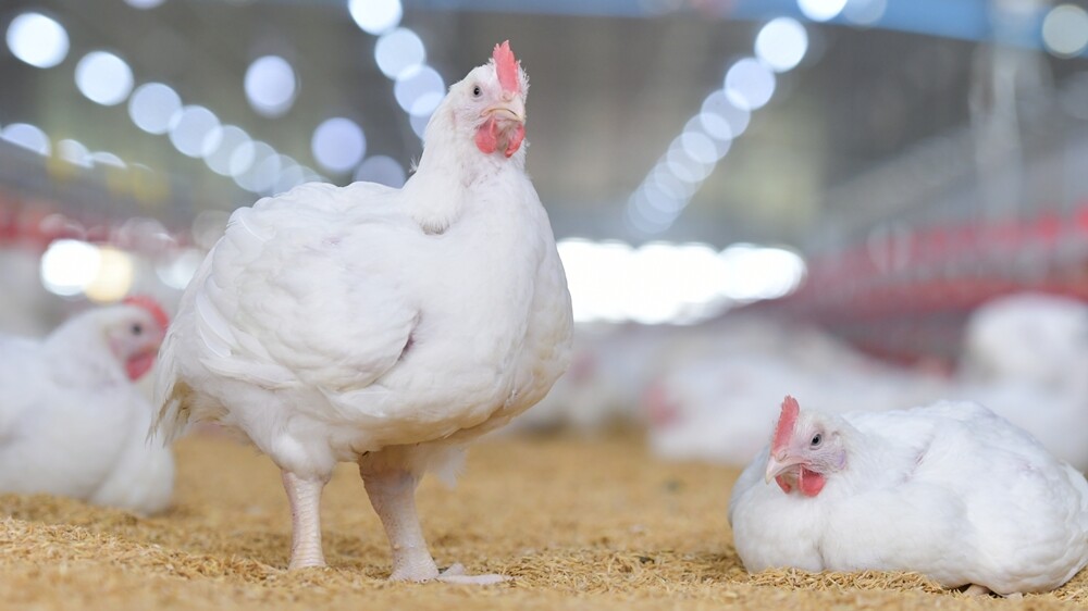 CP Foods on maximum safety measures against Bird Flu and COVID-19 outbreaks