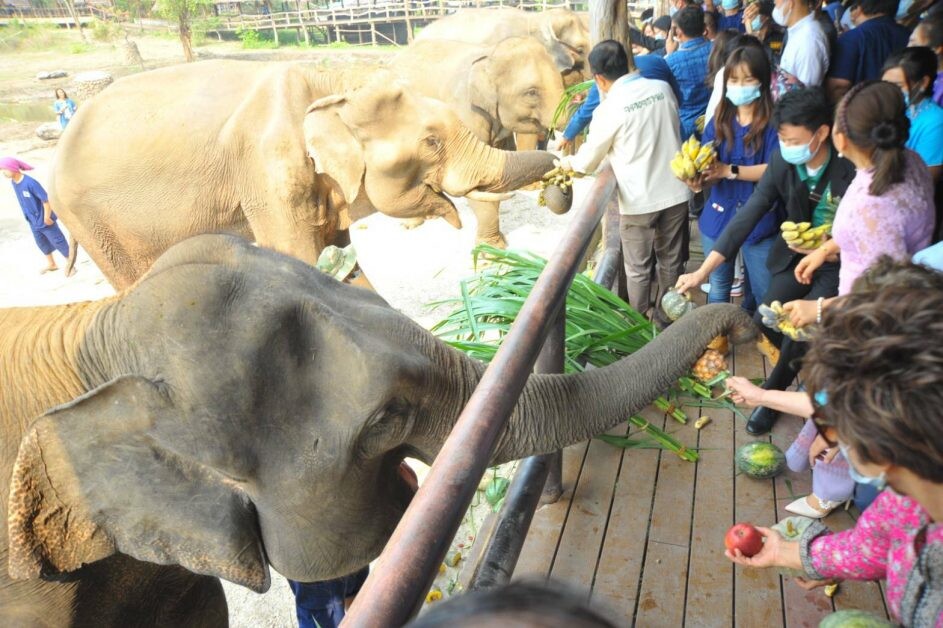 กระทรวงเกษตรฯ จัดพิธีทอดผ้าป่าช่วยช้างไทย เนื่องในวันช้างไทย 13 มีนาคม เพื่อนำรายได้ช่วยเหลือช้างทั่วประเทศ