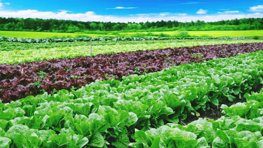 วิศวะมหิดล จัดโครงการ "จิตอาสาพัฒนาระบบ Smart Farm เพื่อเกษตรอัจฉริยะ" แก่ ร.ร. คลองบางกระทึก