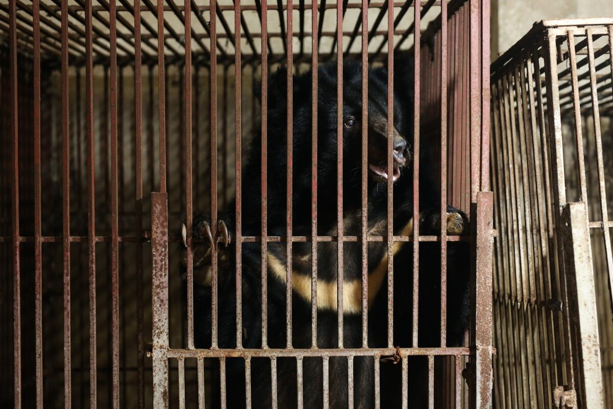 องค์กรพิทักษ์สัตว์แห่งโลกร่วมกับองค์กรภาคี	เครือข่าย ร่วมช่วยเหลือหมีสามตัวสุดท้ายจากเมือง Lang Son ประเทศเวียดนาม