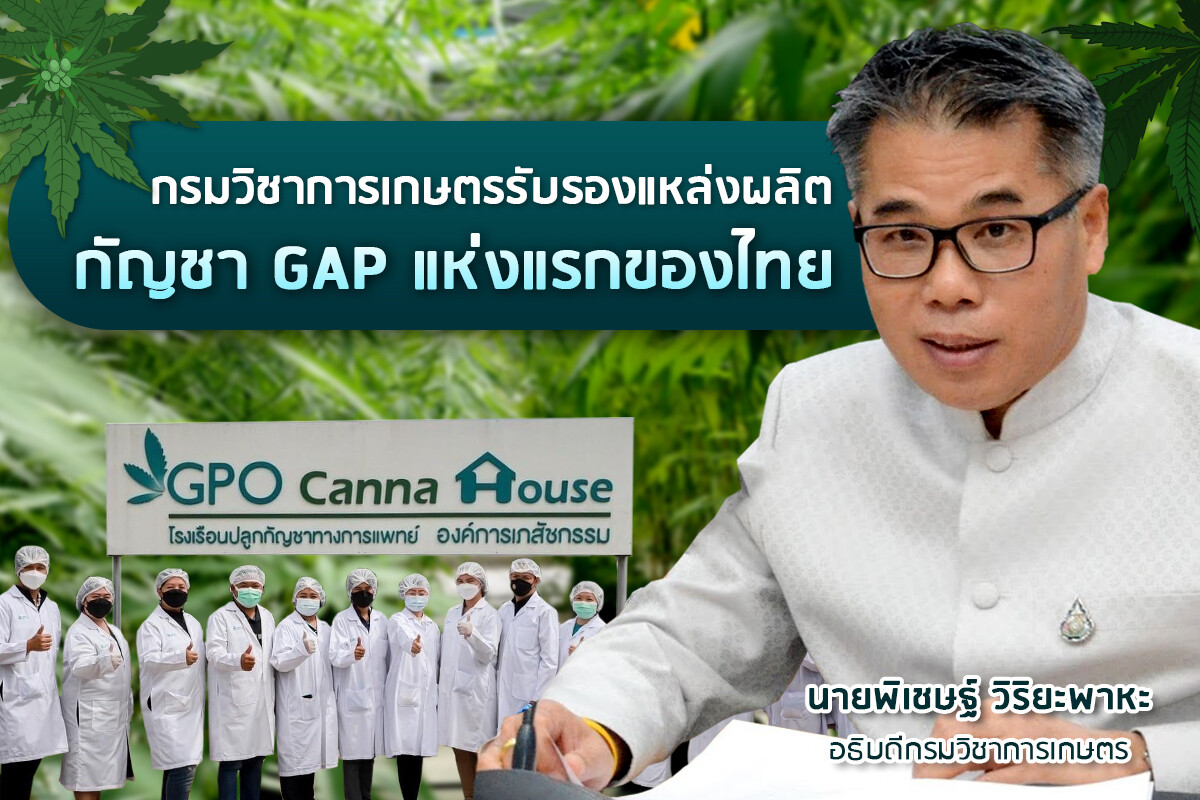 ผ่านฉลุย! องค์การเภสัชฯ นำร่องแหล่งผลิตกัญชา GAP แห่งแรกของไทย