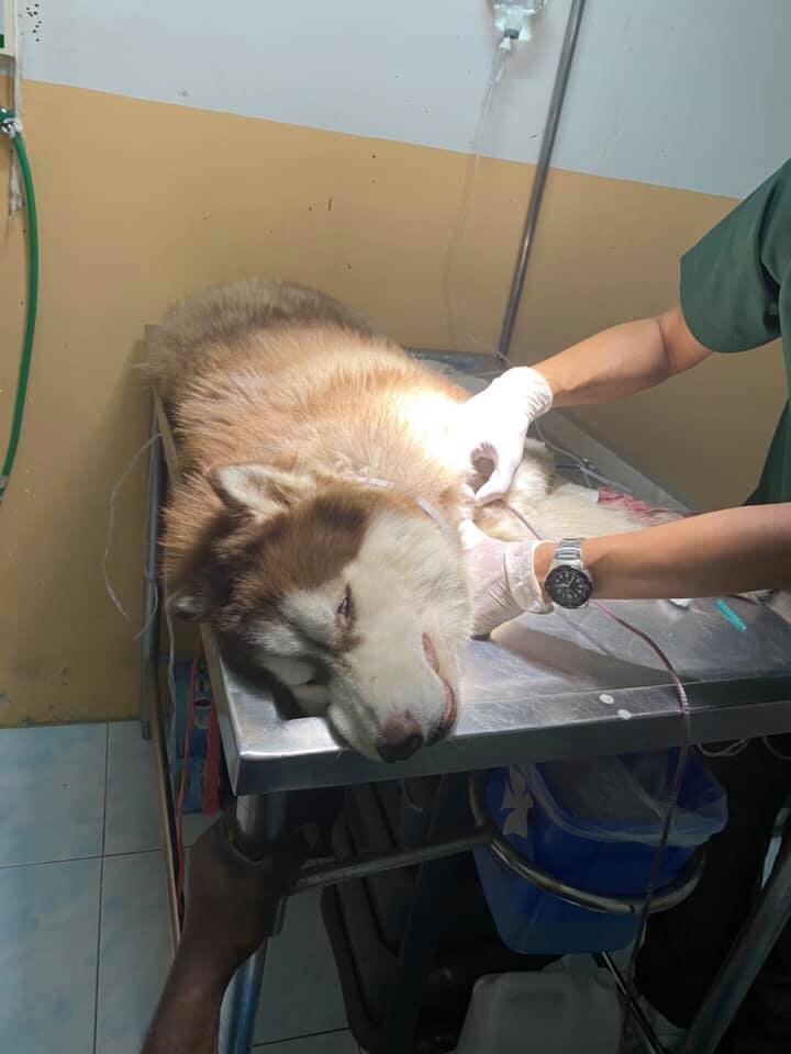โรงพยาบาลสัตว์โฮซันนา ศูนย์ธนาคารเลือด ขอเชิญชวนเจ้าของสุนัขและแมวพามาบริจาคเลือด