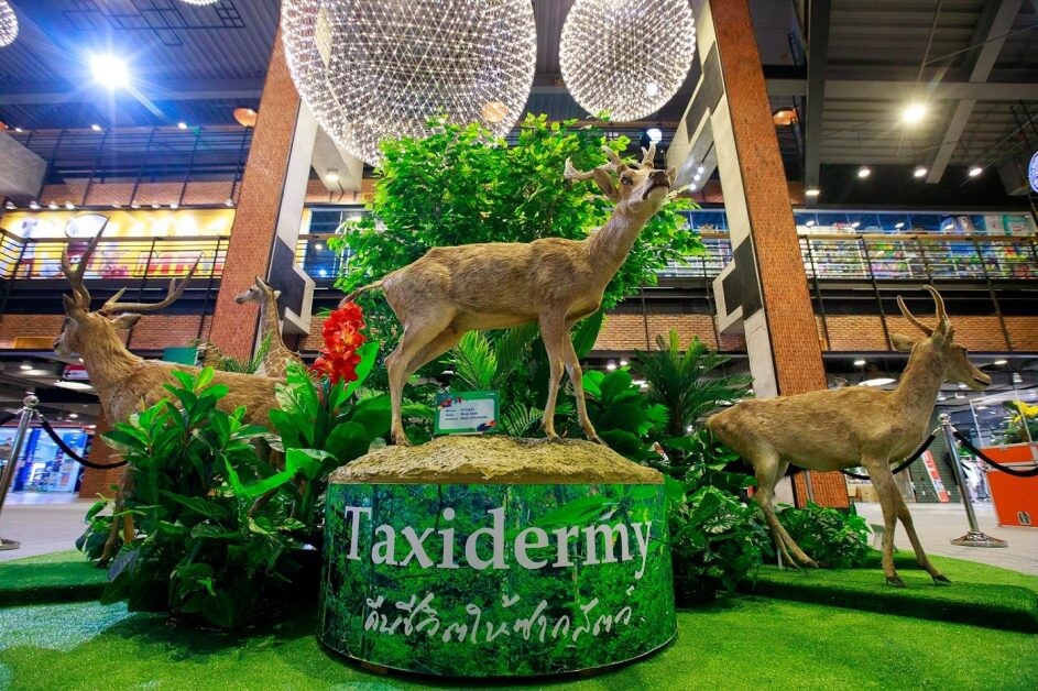"เดอะ สตรีท รัชดา" จัดนิทรรศการ "Taxidermy" เปิดประสบการณ์ชมสัตว์สตัฟฟ์ พร้อมตื่นตาไปกับมิวเซียมมีชีวิต