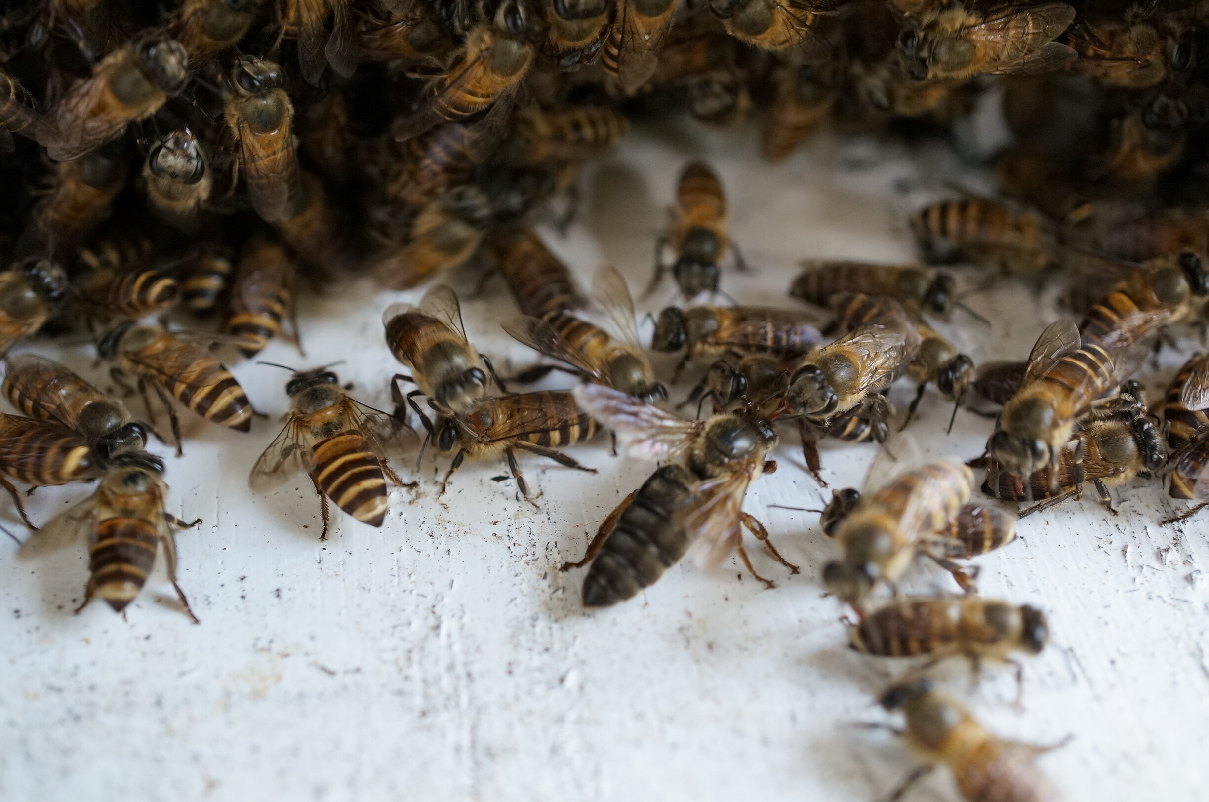 กรมส่งเสริมการเกษตร แนะวิธีเลี้ยงผึ้งโพรง สำหรับเกษตรกรมือใหม่