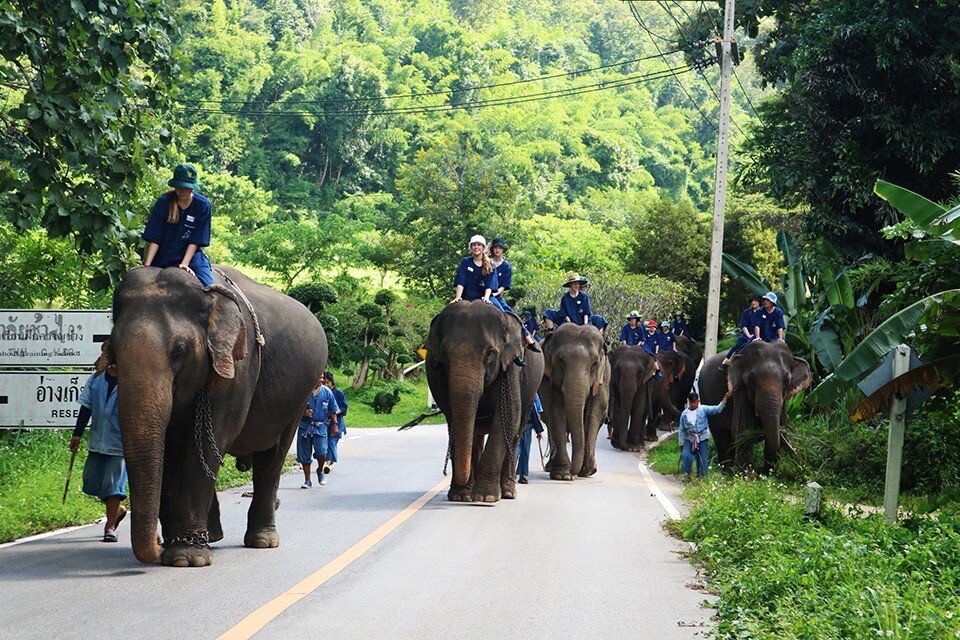 วธ.ร่วมอนุรักษ์ภูมิปัญญาช้างไทย ส่งเสริมศูนย์อนุรักษ์ช้างไทย ลำปางเป็นแหล่งเรียนรู้ทางวัฒนธรรม-ท่องเที่ยววิถีชีวิตช้าง คนเลี้ยงช้าง ยกระดับประเพณีงานบวชหลังช้างจากท้องถิ่น                สู่ระดับประเทศ และนานาชาติ