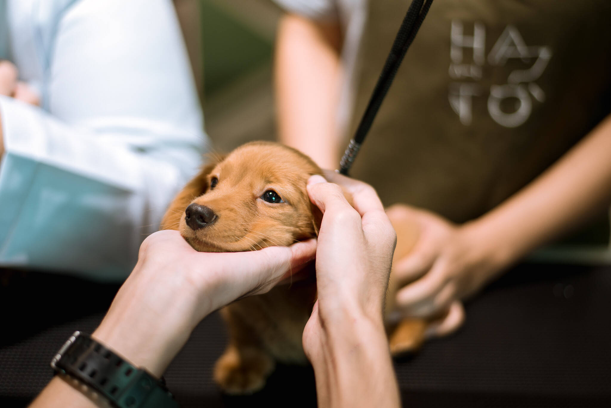 "Hato" คอมมูนิตี้แนวใหม่ เพื่อคนรักสัตว์ ไม่ต้องรอให้ป่วย ก็ดูแลสุขภาพ-เลี่ยงโรคร้ายได้