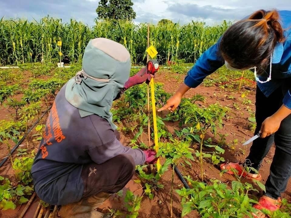 นักวิจัย กรมส่งเสริมการเกษตร ชูแนวคิดการศึกษาจัดการดิน ปุ๋ยและน้ำ เพื่อลดผลกระทบจากภัยแล้ง