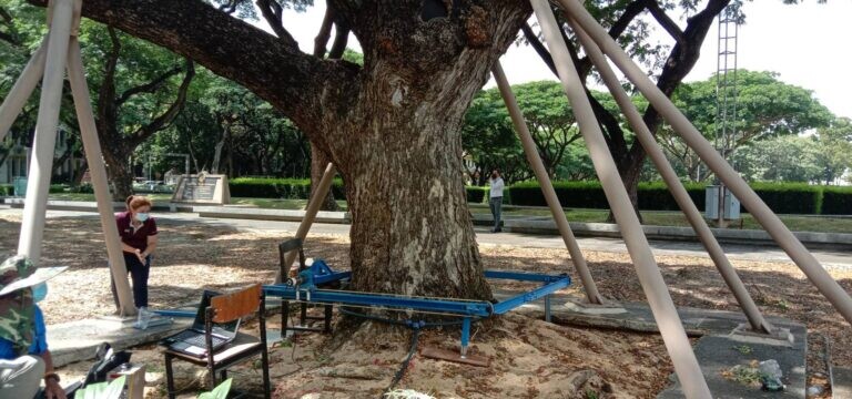 Chula's Faculty of Engineering Pioneers the Use of Gamma Rays  to Inspect Large Trees