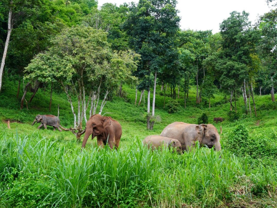 เครือซีพีส่งมอบน้ำใจจากคนไทยที่บริจาคเงินช่วยเหลือช้างขาดแคลนอาหารและรายได้จากภาวะโควิด-19 ผ่านโครงการคนไทยรักช้าง ให้แก่สมาคมสหพันธ์ช้างไทย