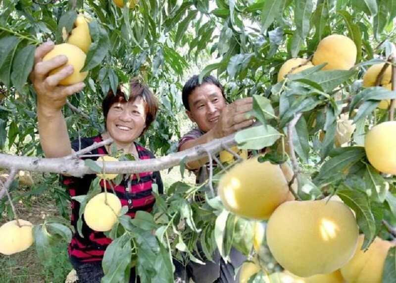 Xinhua Silk Road: Peach farmers in E. China's Mengyin embrace peachy lives