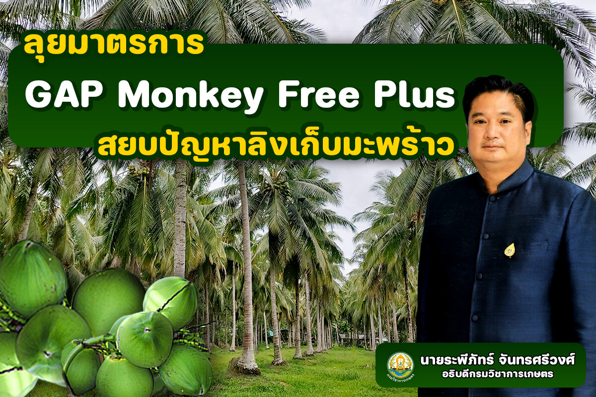 กรมวิชาการเกษตร เตรียมลุยมาตรการ GAP Monkey Free Plusสยบปัญหาใช้ลิงเก็บมะพร้าว