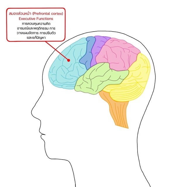 ม.มหิดล - วช. คิดค้นเครื่องมือวัดทักษะสมองขั้นสูงการคิดเชิงบริหาร(Brain Executive Function) ที่ส่งผลทักษะ "อภิปัญญา"