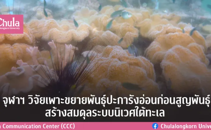 จุฬาฯ วิจัยเพาะขยายพันธุ์ปะการังอ่อนก่อนสูญพันธุ์สร้างสมดุลระบบนิเวศใต้ทะเล