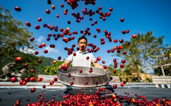 Xinhua Silk Road: เมืองผูเอ่อร์ของจีนส่งออกเมล็ดกาแฟคึกคักในปี