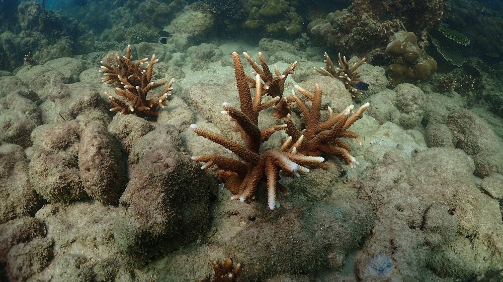 5 ปี โครงการอนุรักษ์ปะการังทะเลใต้ หรือ Marine Camp คืนความอุดมสมบูรณ์กลับสู่นิเวศใต้ท้องทะเลสตูล