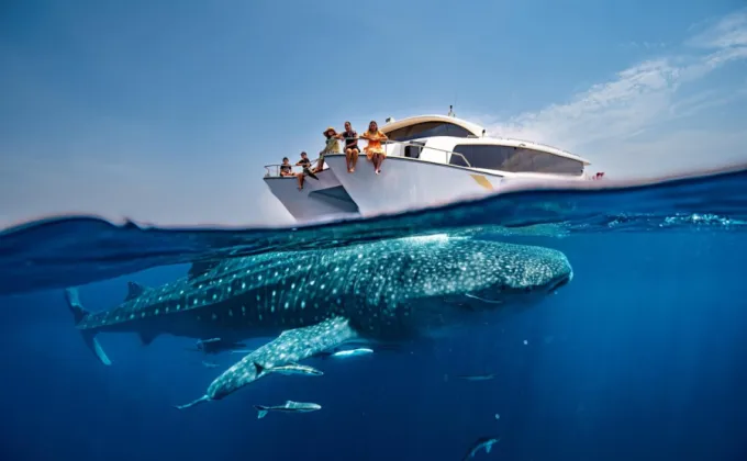 ร้อนนี้ มาเปิดประสบการณ์ชมฉลามวาฬสุดพิเศษครั้งหนึ่งในชีวิตกับ