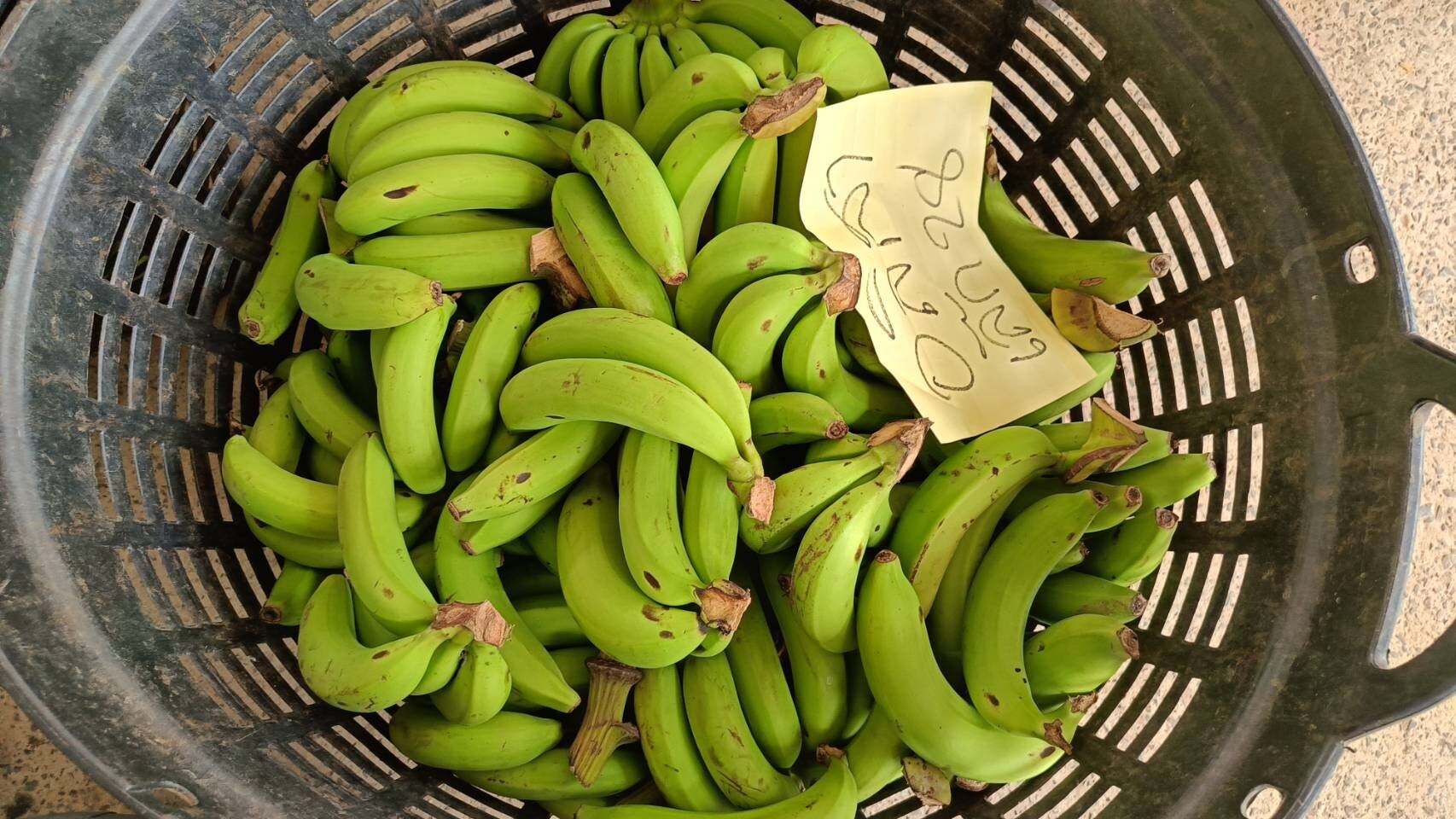 วว. จับมือ ธกส. ผลักดันโครงการ "กล้วยทางเลือกเพื่อทางรอด" นำนวัตกรรมเพิ่มผลผลิต ยกระดับคุณภาพส่งออกกล้วยหอมอุบลราชธานี