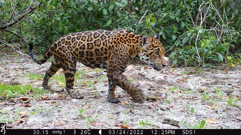 หัวเว่ยและพันธมิตรยืนยันพบเสือจากัวร์เป็นครั้งแรกในเขตสงวนแห่งรัฐดซิลัมของเม็กซิโก