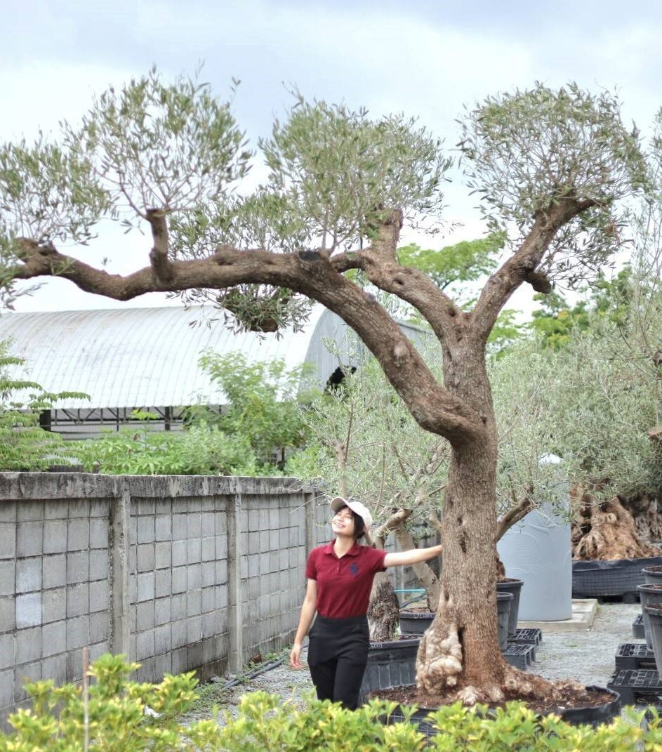 เดอะไนน์ เซ็นเตอร์ พระราม 9 พาชมเสน่ห์ต้นมะกอกโอลีฟ สง่างามเหนือกาลเวลา ในงาน Olive in the Garden